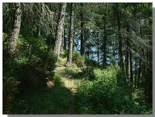 Il bellissimo bosco di larici che precede Dàlico. Foto di M. Dei Cas