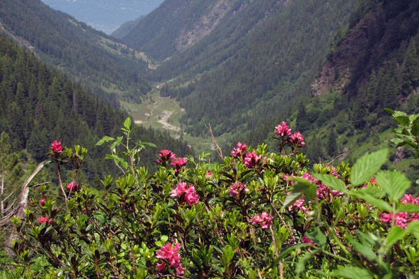 Fioritura di rododendri nella Valle del Livrio (foto C. Paganoni)