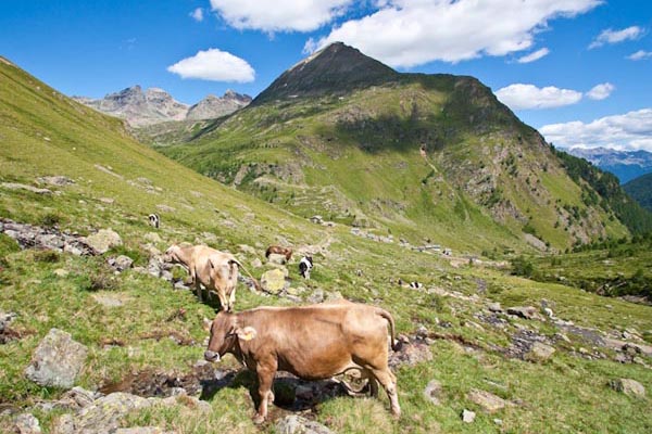 Mucche al pascolo sopra a Malghera (foto G.Meneghello)