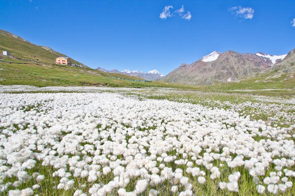 Il rifugio Berni tra le fioriture di eriofori (foto G.Meneghello)