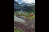 Vacche al pascolo presso l'Alpe Musella (foto R.Moiola)