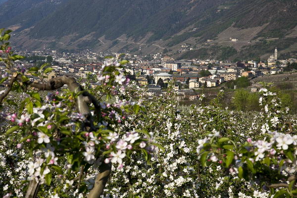 Meleti in fiore sopra l'abitato di Tirano (foto R. Moiola)